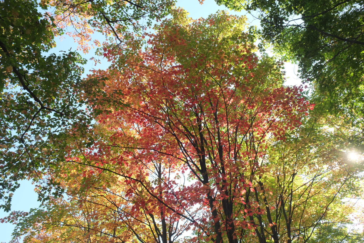 Park von Montmorency