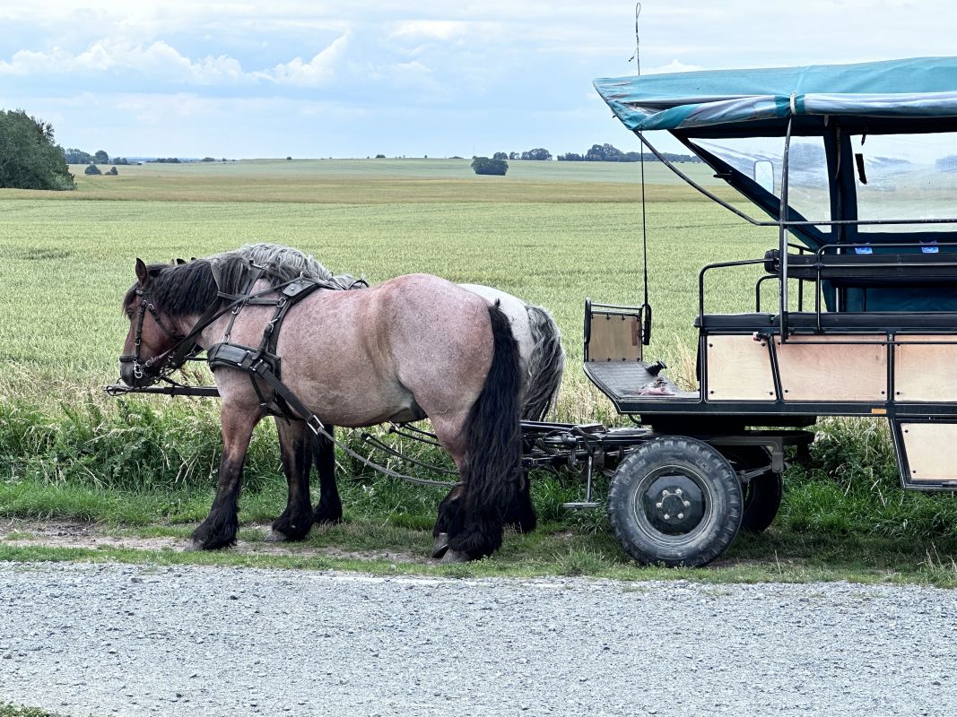 Mit der Pferdekutsche nach Kap Arkona