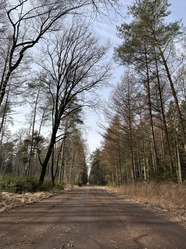 Weg durch das Waldgebiet Heinzel
