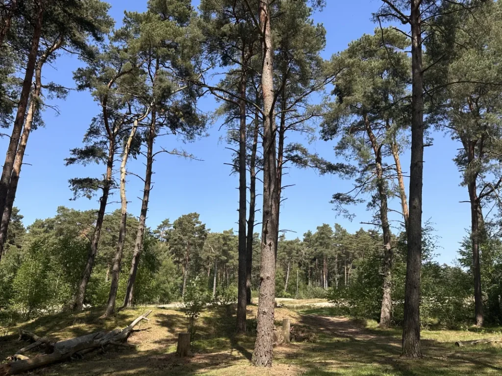 Die Holmer Sandberge