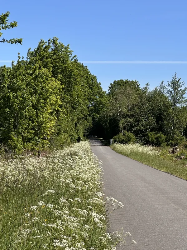 Der Ochsenweg beim Bokelfeld