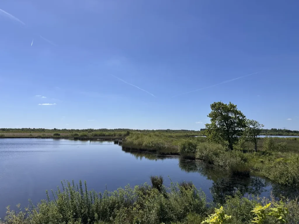 Aussichtspunkt Wildes Moor
