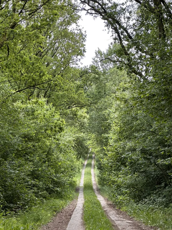 Der Ochsenweg bei Peissen