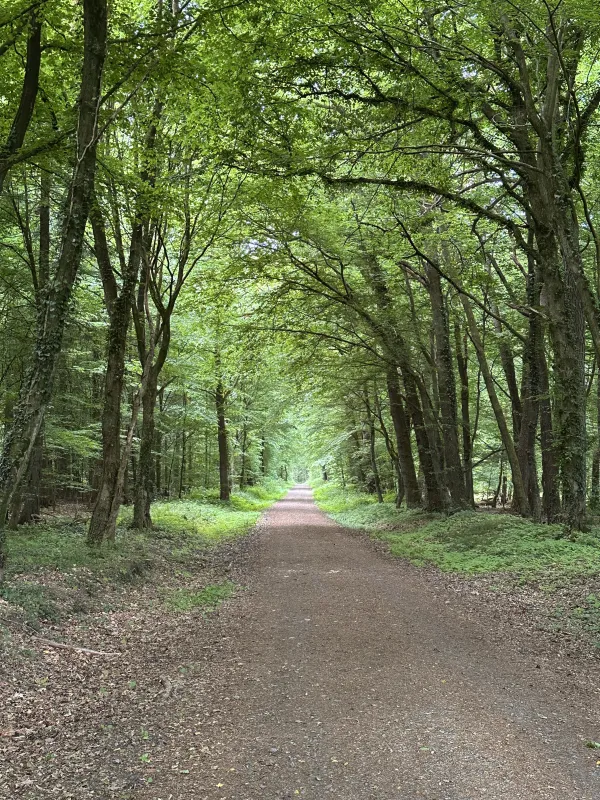 Der Ochsenweg bei Neubücken