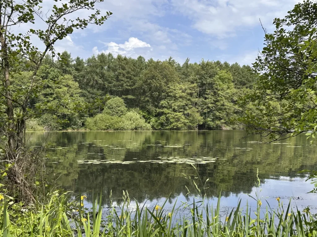 Der Mühlenteich bei Hohenlockstedt