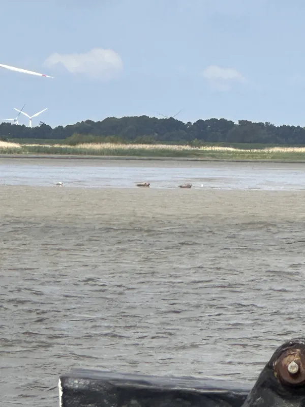 Seehunde auf der Sandbank vor Wischafen