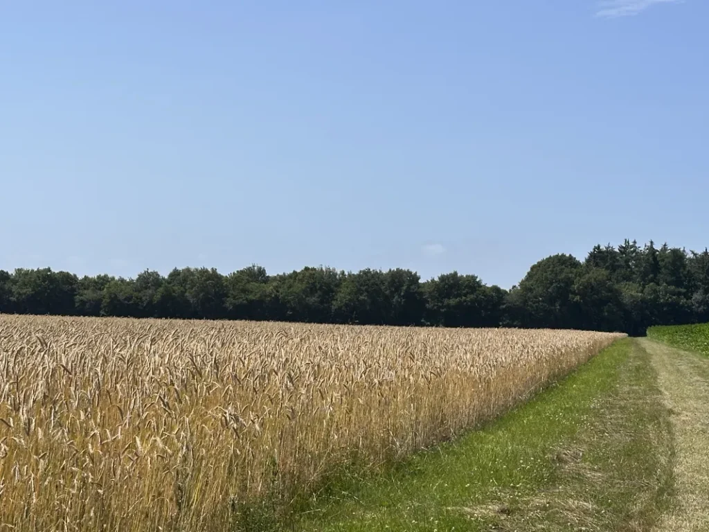 Schöne Strecke durch Feld und Wald